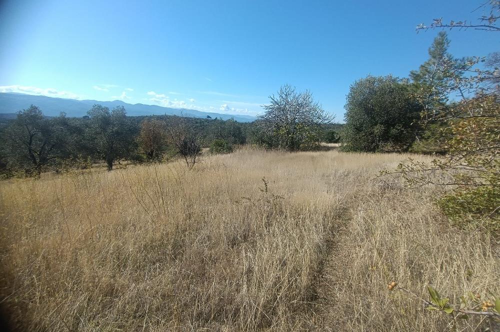 BALIKESİR HAVRAN TEPEOBA KÖYÜNDE ULAŞIMI KOLAY SATILIK ZEYTİNLİK