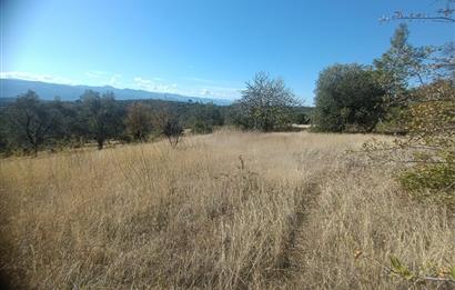 BALIKESİR HAVRAN TEPEOBA KÖYÜNDE ULAŞIMI KOLAY SATILIK ZEYTİNLİK