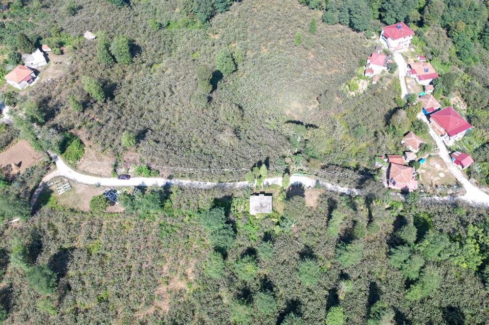 PERŞEMBE YENİKÖYDE 2.350 M², KÖY YERLEŞİK YOLUNA SIFIR BAHÇE