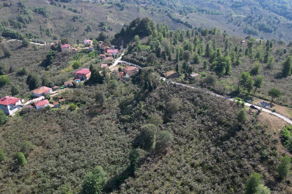 PERŞEMBE YENİKÖYDE 2.350 M², KÖY YERLEŞİK YOLUNA SIFIR BAHÇE