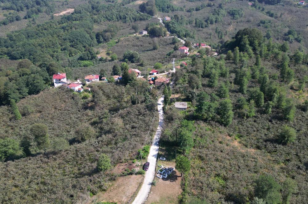 PERŞEMBE YENİKÖYDE 2.350 M², KÖY YERLEŞİK YOLUNA SIFIR BAHÇE