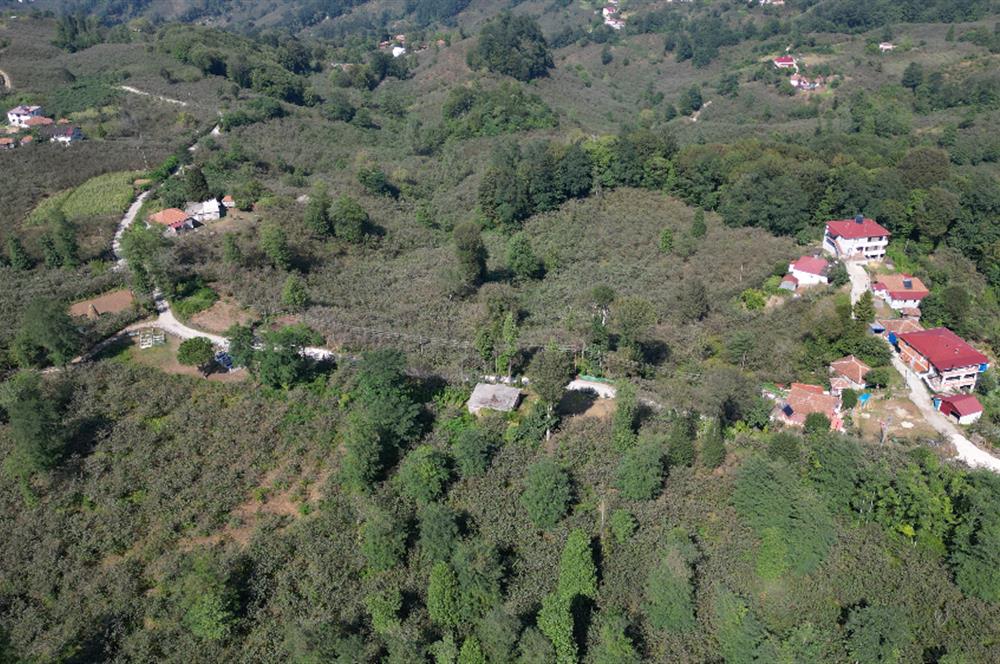PERŞEMBE YENİKÖYDE 2.350 M², KÖY YERLEŞİK YOLUNA SIFIR BAHÇE