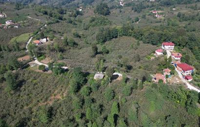 PERŞEMBE YENİKÖYDE 2.350 M², KÖY YERLEŞİK YOLUNA SIFIR BAHÇE