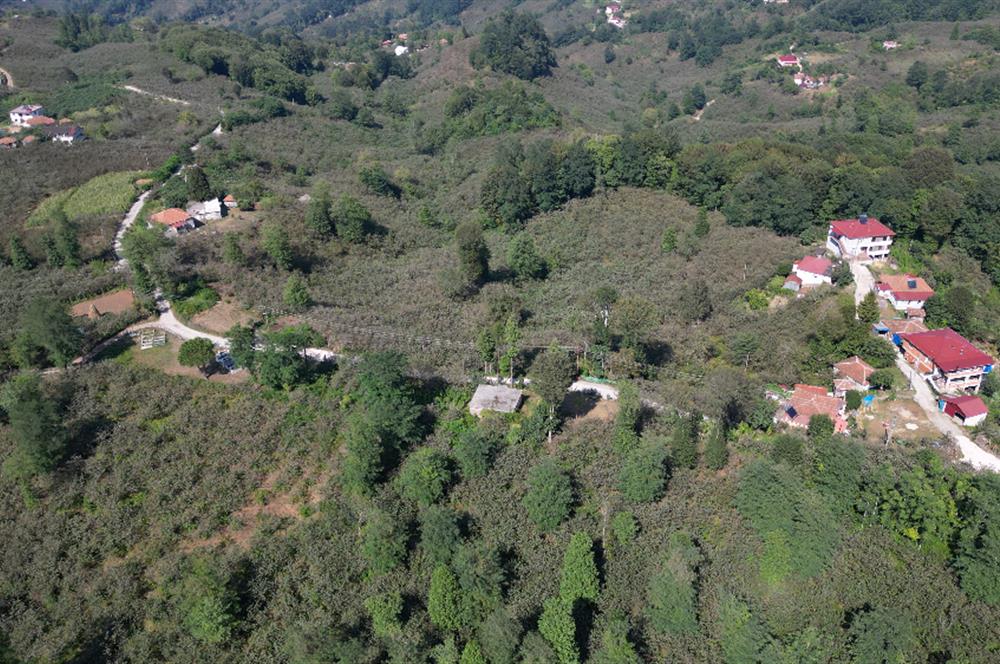 PERŞEMBE YENİKÖYDE 2.350 M², KÖY YERLEŞİK YOLUNA SIFIR BAHÇE