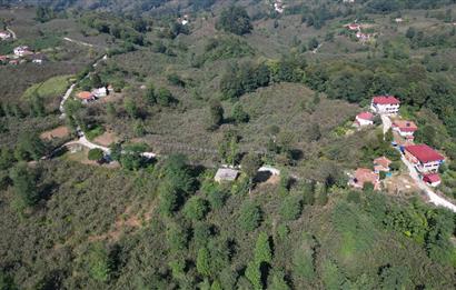 PERŞEMBE YENİKÖYDE 2.350 M², KÖY YERLEŞİK YOLUNA SIFIR BAHÇE