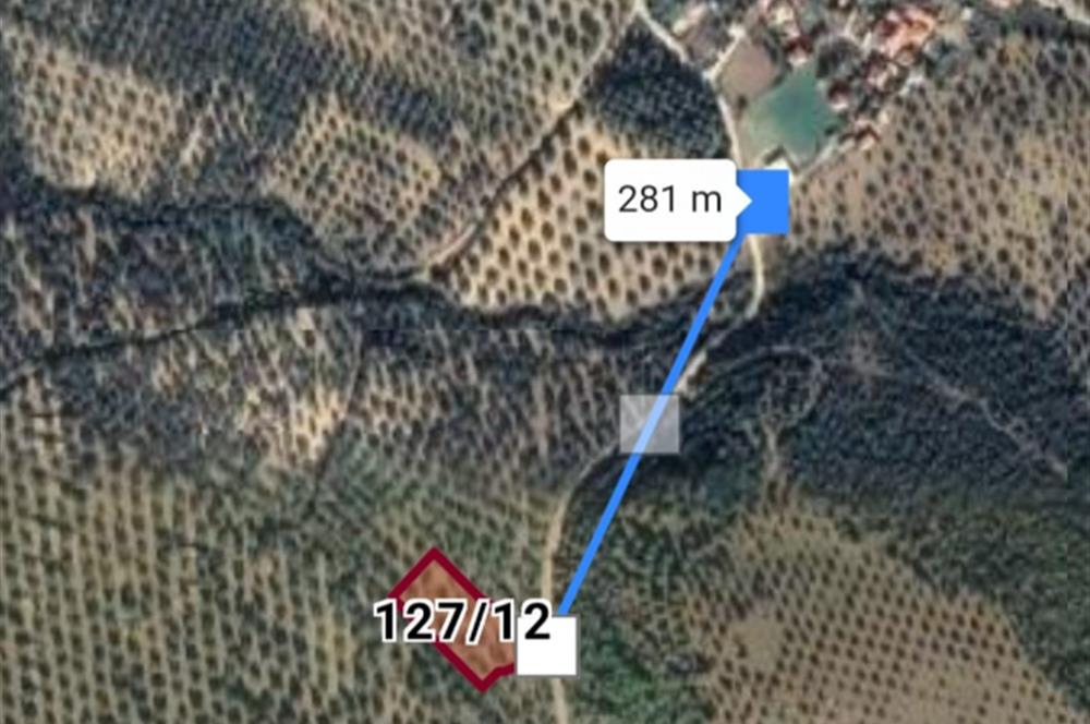 Gömeç Dursunlu'da Satılık 2927 m² Zeytinlik