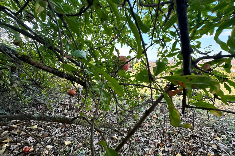 C21 BAL'DAN ESKİMANYAS'TA 6.570 m2// 5 PARÇAYA BÖLÜNEBİLİR ARSA