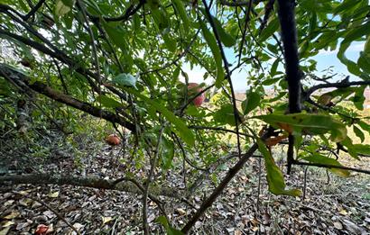 C21 BAL'DAN ESKİMANYAS'TA 6.570 m2// 5 PARÇAYA BÖLÜNEBİLİR ARSA