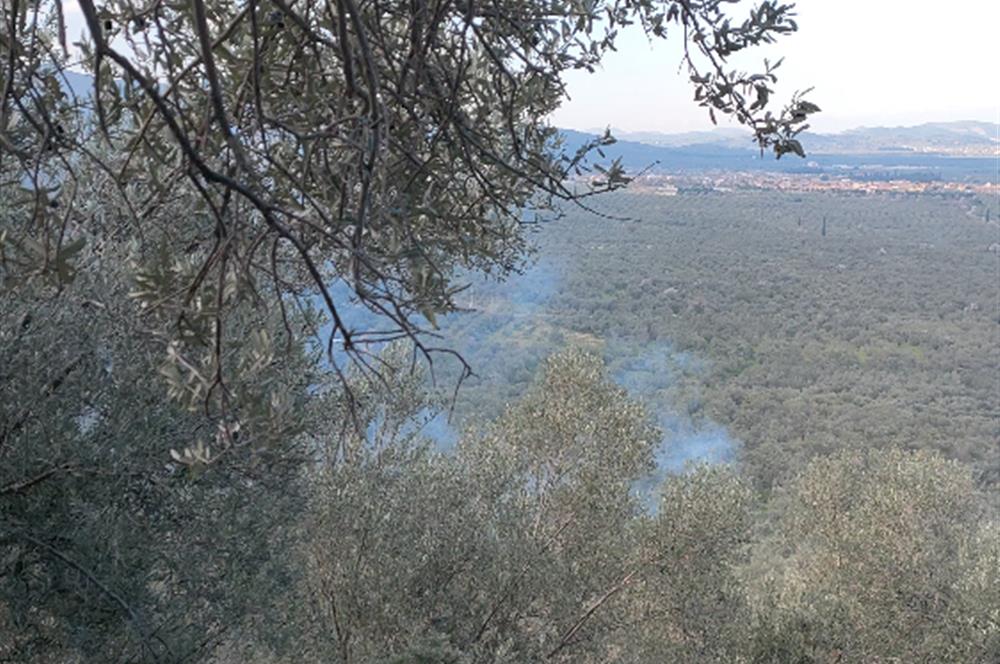 Balıkesir Havran'da zeytinlik 