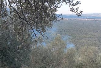 Balıkesir Havran'da zeytinlik 