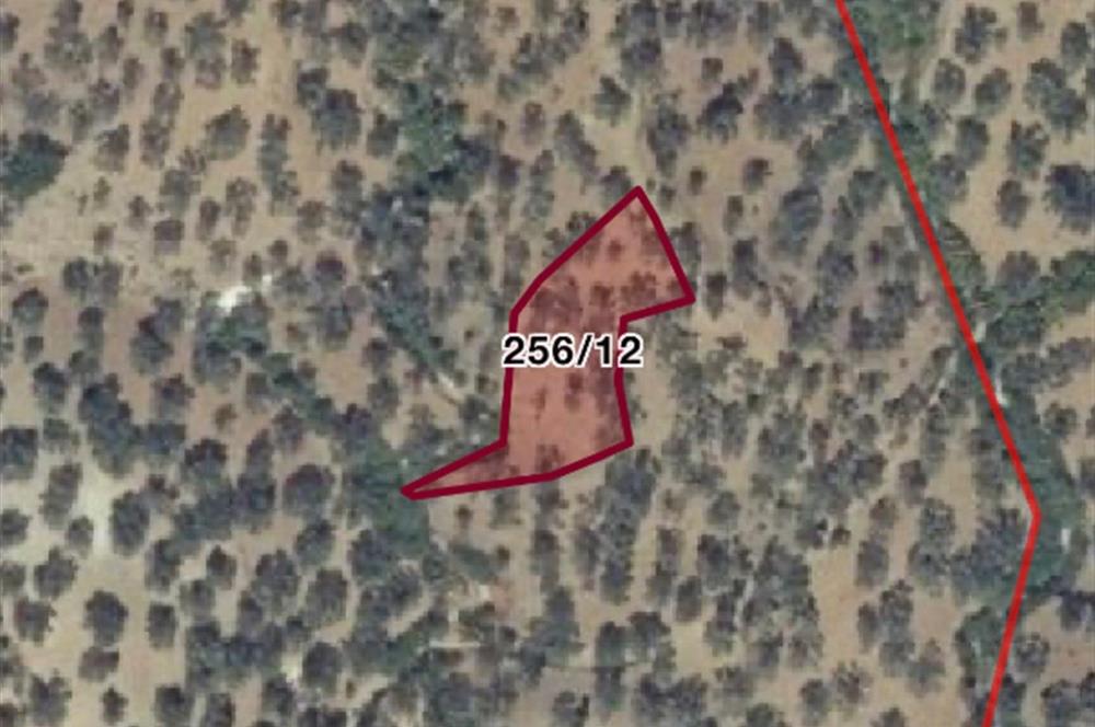 C21 LOCA’DAN HAVRAN’DA ZEYTİNLİK