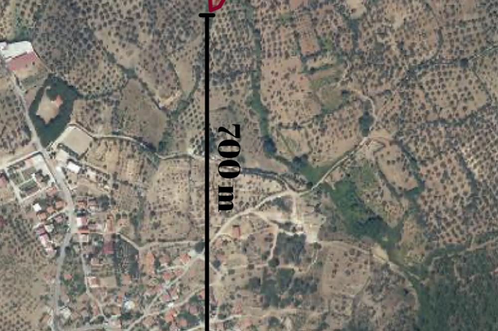C21 LOCA’DAN HAVRAN KOCADAĞ’DA SATILIK ZEYTİNLİK