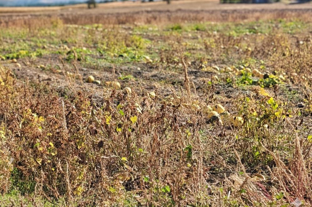 C21 LOCA’DAN KAHRAMANKAZAN’DA SATILIK TARLA