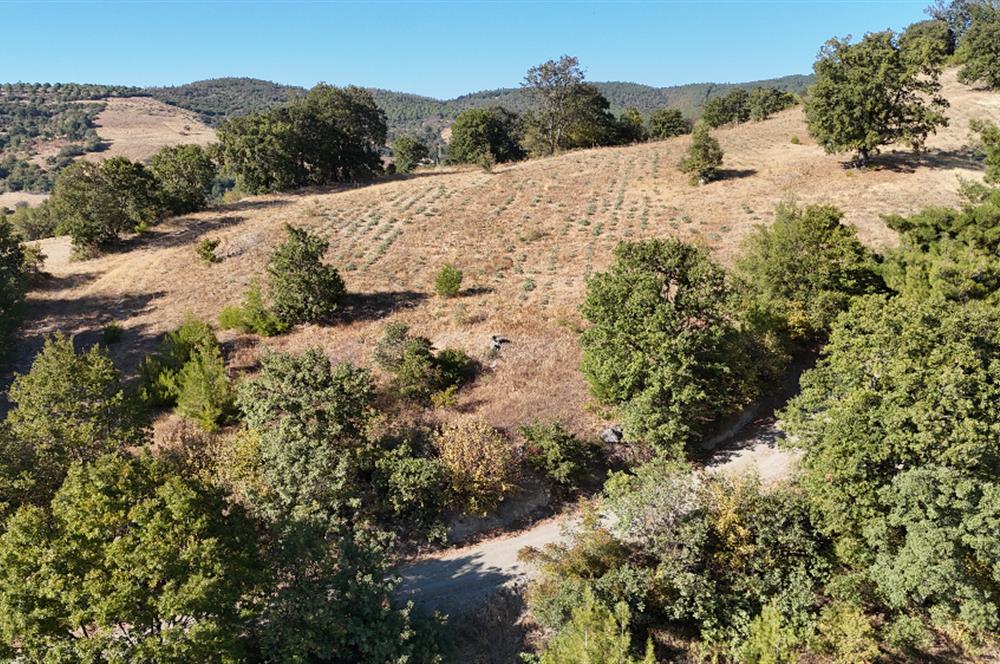 C21 WİNNER ÖRENHARMAN'DA 13.906m² SATILIK TARLA