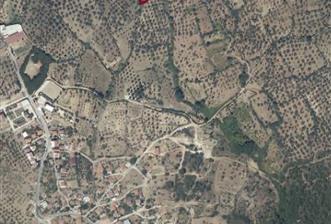 C21 LOCA’DAN HAVRAN KOCADAĞ’DA SATILIK ZEYTİNLİK