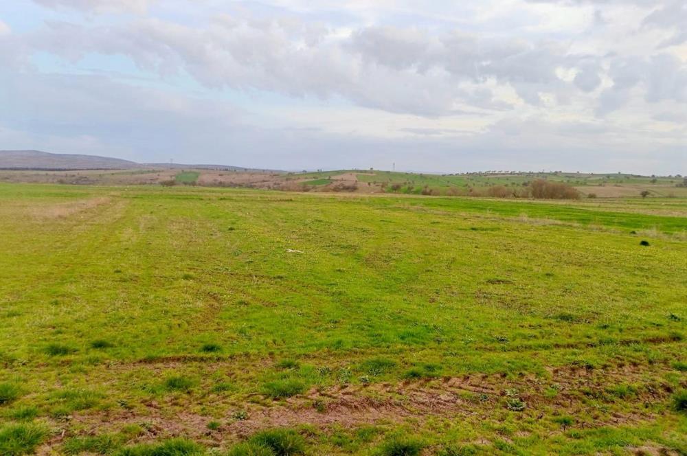 BALIKESİR NAİPLİ'DE YATIRIM FIRSATI 1546 M2 TARLA!