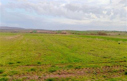 BALIKESİR NAİPLİ'DE YATIRIM FIRSATI 1546 M2 TARLA!