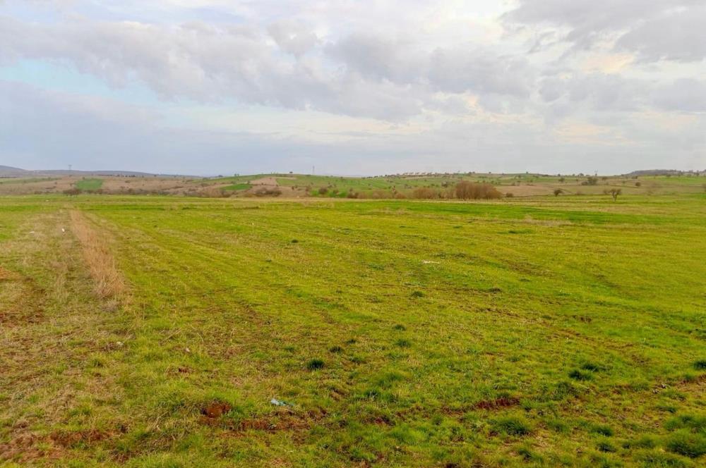 BALIKESİR NAİPLİ'DE YATIRIM FIRSATI 1546 M2 TARLA!