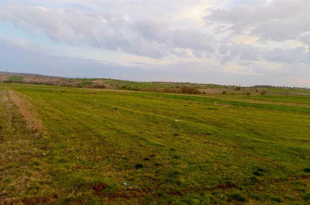 BALIKESİR NAİPLİ'DE YATIRIM FIRSATI 1546 M2 TARLA!