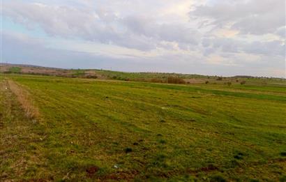 BALIKESİR NAİPLİ'DE YATIRIM FIRSATI 1546 M2 TARLA!