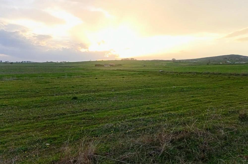 BALIKESİR NAİPLİ'DE YATIRIM FIRSATI 1546 M2 TARLA!
