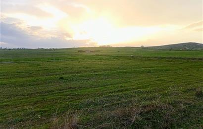BALIKESİR NAİPLİ'DE YATIRIM FIRSATI 1546 M2 TARLA!