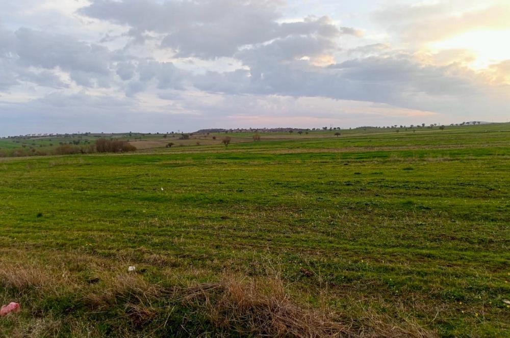 BALIKESİR NAİPLİ'DE YATIRIM FIRSATI 1546 M2 TARLA!
