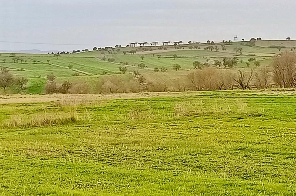 BALIKESİR NAİPLİ'DE YATIRIM FIRSATI 1546 M2 TARLA!