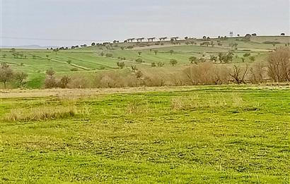 BALIKESİR NAİPLİ'DE YATIRIM FIRSATI 1546 M2 TARLA!
