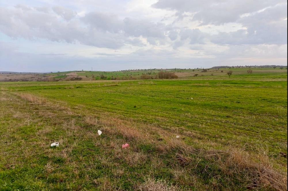 BALIKESİR NAİPLİ'DE YATIRIM FIRSATI 1546 M2 TARLA!