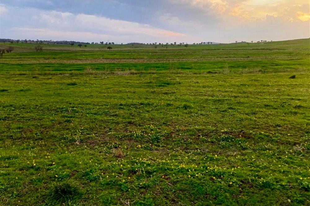 BALIKESİR NAİPLİ'DE YATIRIM FIRSATI 1546 M2 TARLA!