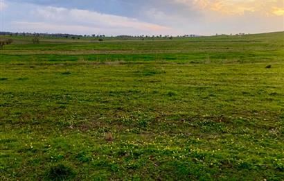 BALIKESİR NAİPLİ'DE YATIRIM FIRSATI 1546 M2 TARLA!
