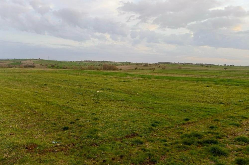 BALIKESİR NAİPLİ'DE YATIRIM FIRSATI 1546 M2 TARLA!