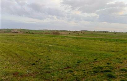 BALIKESİR NAİPLİ'DE YATIRIM FIRSATI 1546 M2 TARLA!