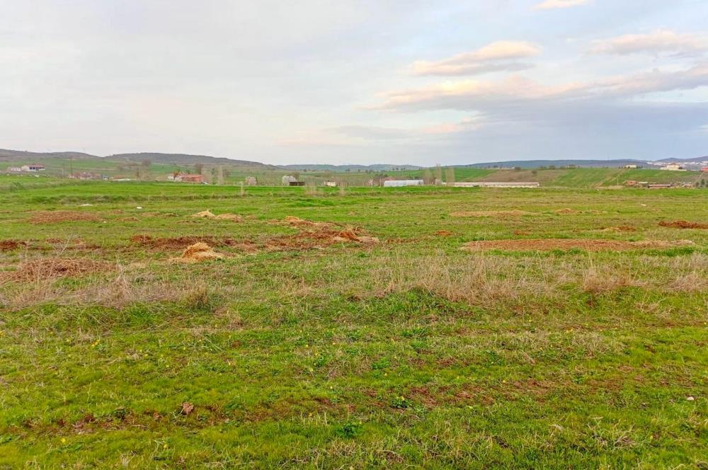 BALIKESİR NAİPLİ'DE YATIRIM FIRSATI 1546 M2 TARLA!