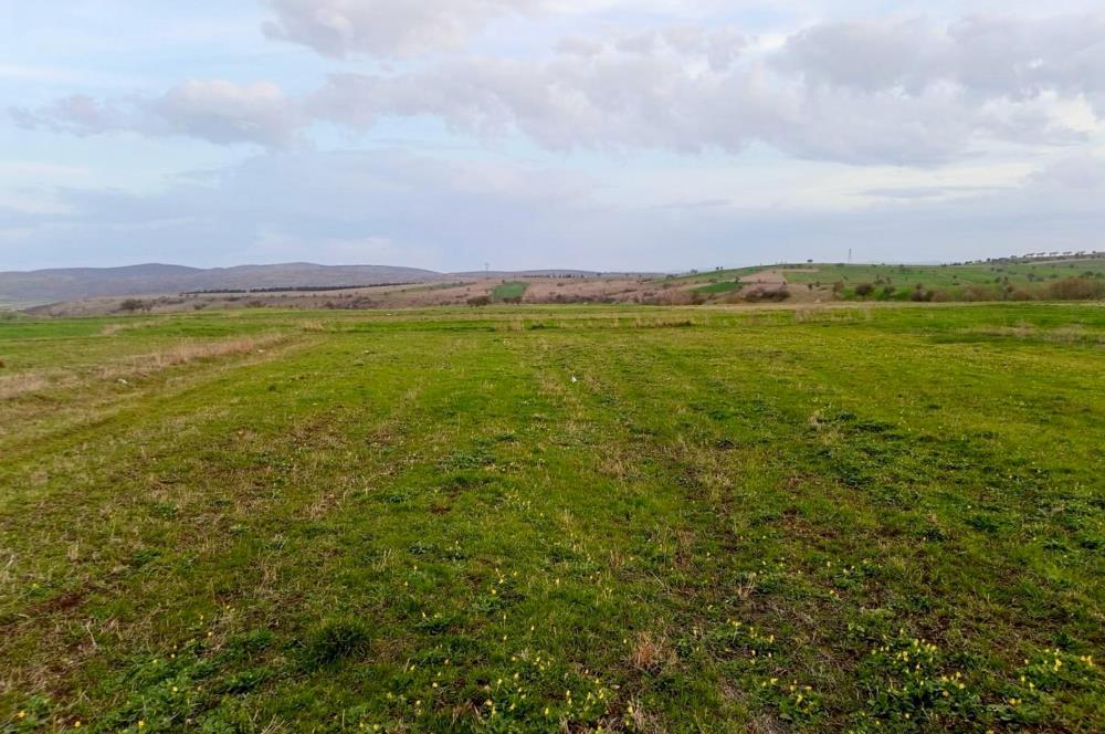 BALIKESİR NAİPLİ'DE YATIRIM FIRSATI 1546 M2 TARLA!