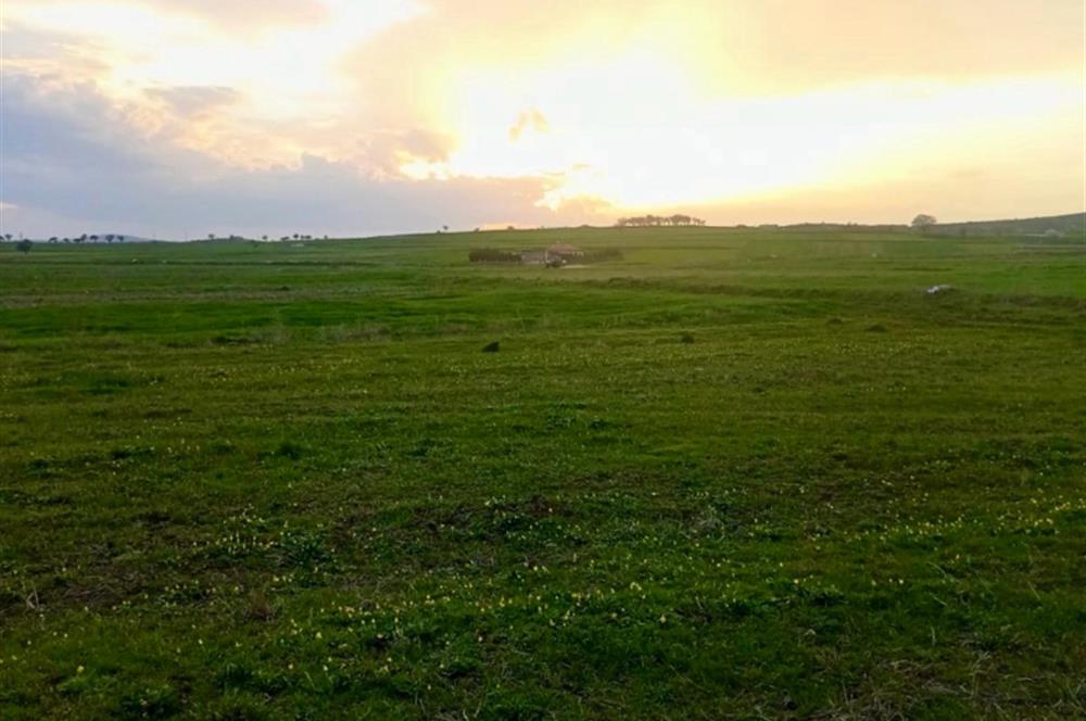 BALIKESİR NAİPLİ'DE YATIRIM FIRSATI 1546 M2 TARLA!