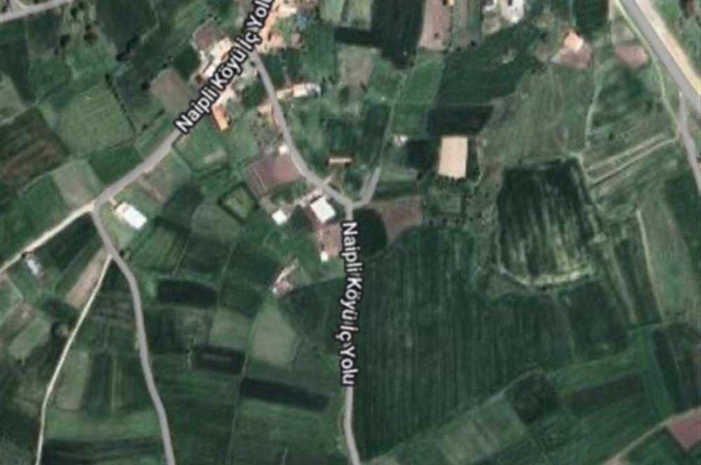 BALIKESİR NAİPLİ'DE YATIRIM FIRSATI 1546 M2 TARLA!