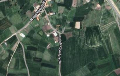 BALIKESİR NAİPLİ'DE YATIRIM FIRSATI 1546 M2 TARLA!