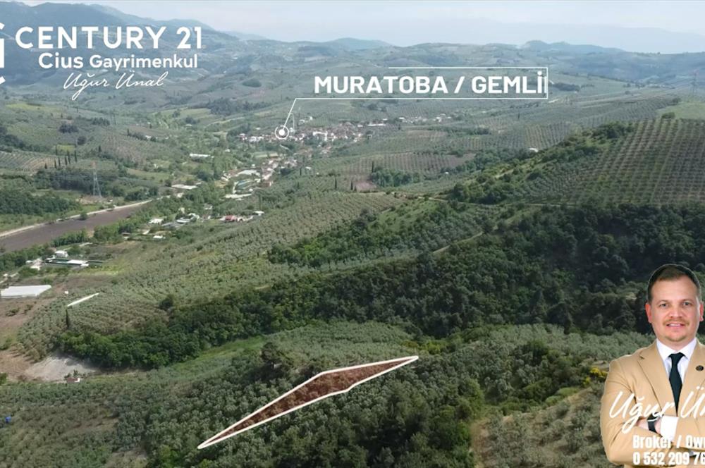 C21 Cius; Muratoba'da Kadastro Yola Cephe 983 m2 Zeytinlik