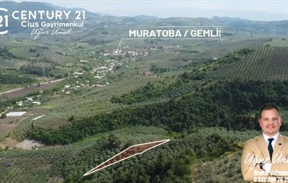 C21 Cius; Muratoba'da Kadastro Yola Cephe 983 m2 Zeytinlik