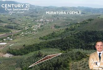 C21 Cius; Muratoba'da Kadastro Yola Cephe 983 m2 Zeytinlik