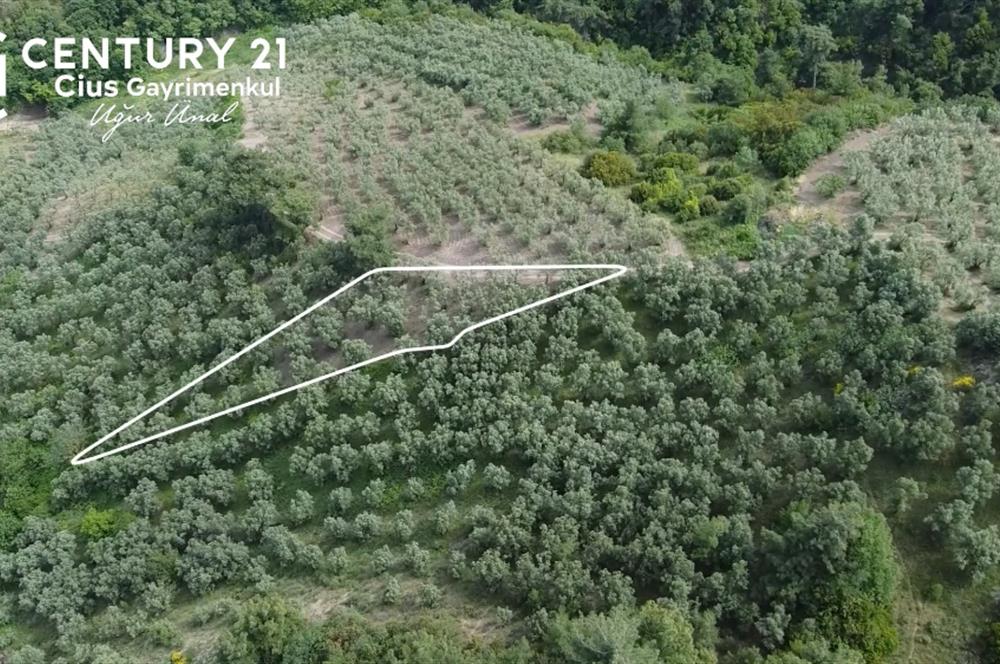 C21 Cius; Muratoba'da Kadastro Yola Cephe 983 m2 Zeytinlik