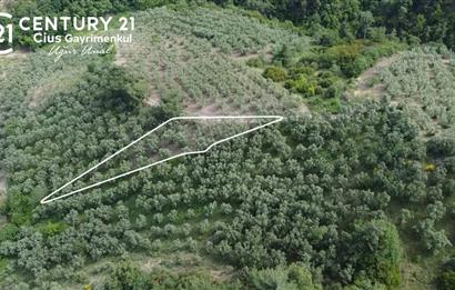 C21 Cius; Muratoba'da Kadastro Yola Cephe 983 m2 Zeytinlik