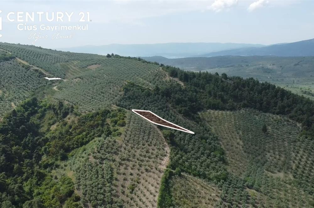 C21 Cius; Muratoba'da Kadastro Yola Cephe 983 m2 Zeytinlik