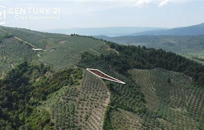 C21 Cius; Muratoba'da Kadastro Yola Cephe 983 m2 Zeytinlik