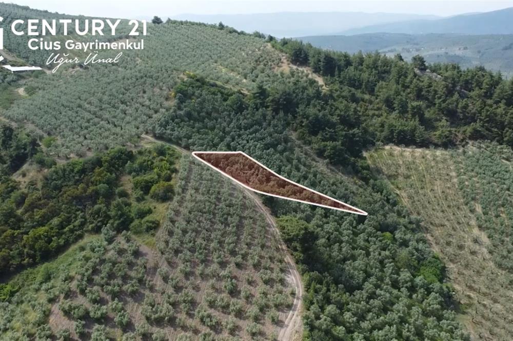 C21 Cius; Muratoba'da Kadastro Yola Cephe 983 m2 Zeytinlik