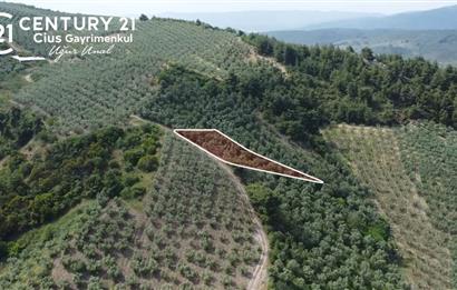 C21 Cius; Muratoba'da Kadastro Yola Cephe 983 m2 Zeytinlik