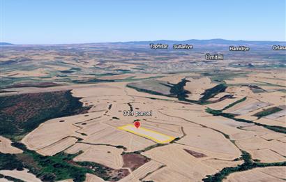 C21 BAL'DAN BALIKESİR/SUSURLUK/YAĞCIKÖY// 9100 M2 SATILIK TARLA