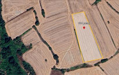 C21 BAL'DAN BALIKESİR/SUSURLUK/YAĞCIKÖY// 9100 M2 SATILIK TARLA